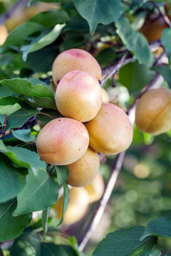Apricots on branch