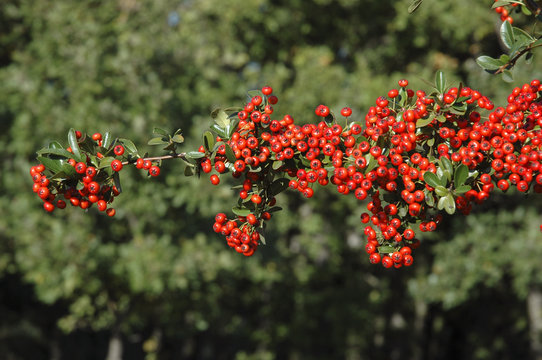Pyracantha, Buisson argent Saphyr rouge Cadou