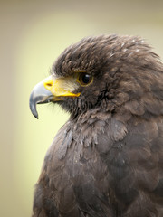 Portrait of a young steppe eagle (Aquila nipalensis)