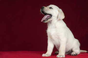 Puppy Labrador Retriever