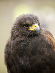 Portrait of a young steppe eagle (Aquila nipalensis)