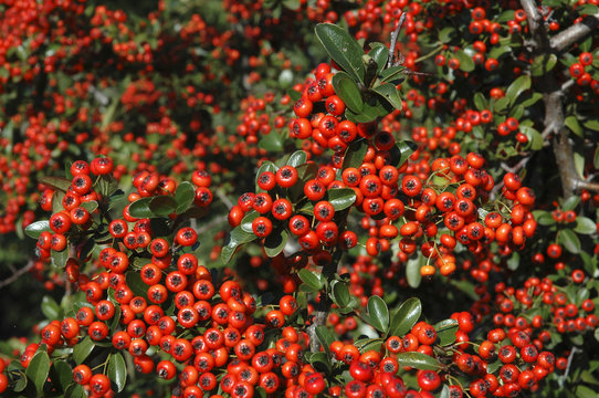 Pyracantha, Buisson argent Saphyr rouge Cadou