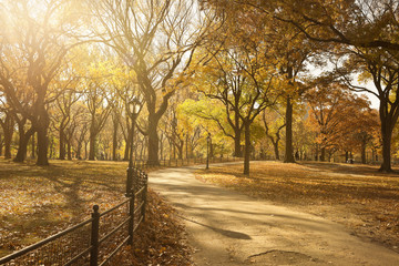 Pathway Through Central Park
