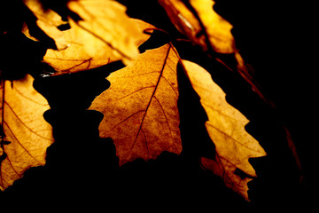 Colorful autumn leaves