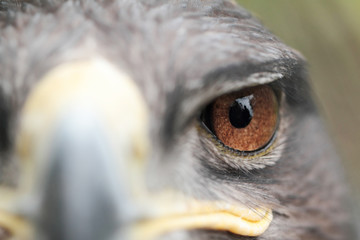 Steppe Eagle