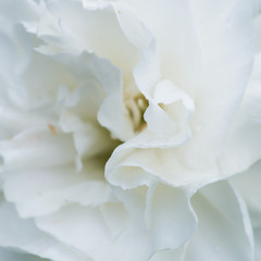Obraz na płótnie Canvas Milky White Carnation