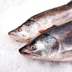 Atlantic Salmon