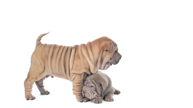 Two Shar pei puppies on a white background