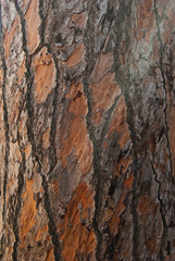 tree bark
