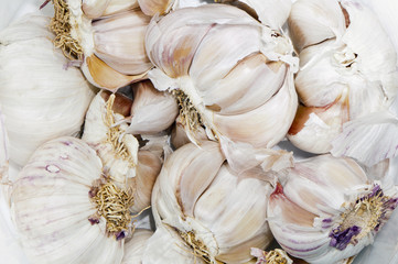Garlic