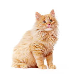 Kitten on a white background