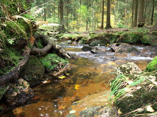 Die Kalte Bode im Harz