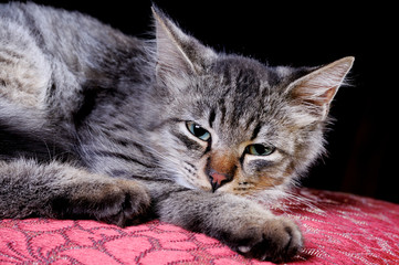 grey young cat