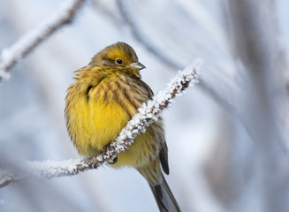 Yellowhammer on rimed branch