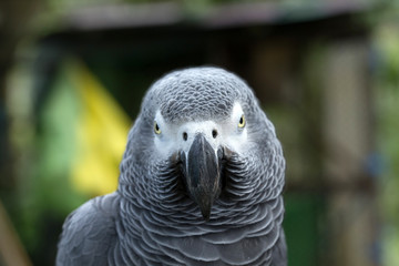 Fototapeta premium parrot bird