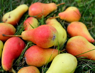 pears lying on the grass