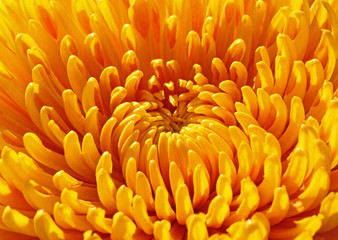 close up of yellow chrysanthemum