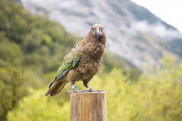 Kea bird