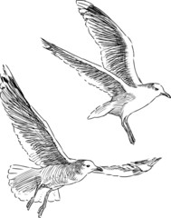Obraz premium flying sea gulls