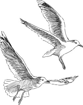 flying sea gulls