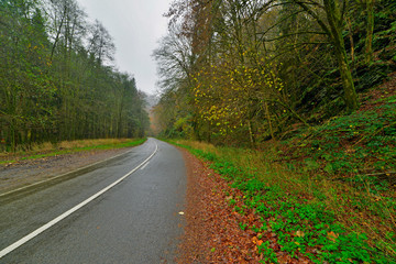 Fototapeta na wymiar Autumn forest with road. Belgium. Ardennes. Vresse sur Semois.