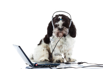 shih tzu call center computer isolated on white background