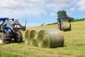 Fototapeta premium Harvesting rolls hay