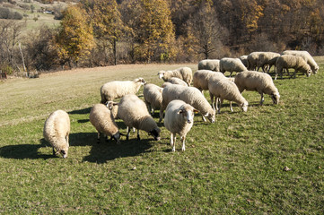 Fototapeta premium Herd of sheep on mountain pasture in sunny autumn day