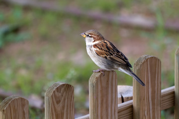 Sparrow on a wooden fence