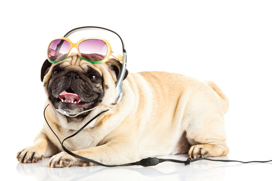  Pug dog with headphone isolated on white background