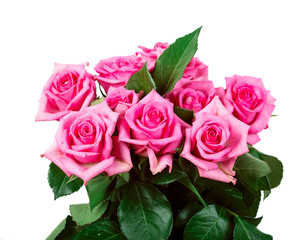 pink roses