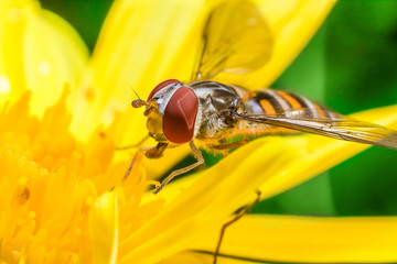 Eristalis Pertinax