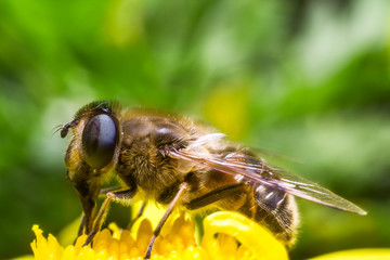 Eristalis Pertinax