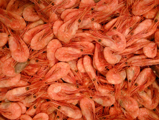 Shrimps background