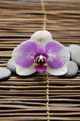 Fototapeta na wymiar Macro of orchid with stones on mat