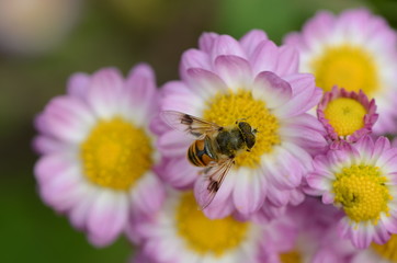 菊とミツバチ