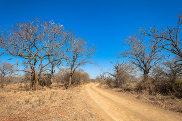 Fototapeta na wymiar Wildlife Dirt Road Terrain Landscape
