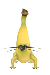 genetically modified banana with legs and whiskers