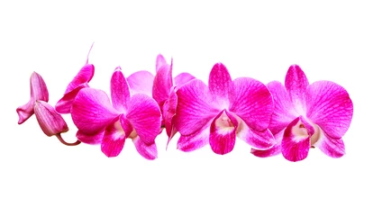 Fotobehang Orchidee Roze orchidee op witte achtergrond