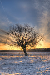 Tree against a sunrise