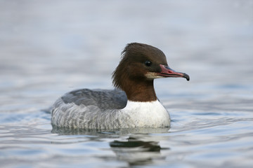 Goosander, Mergus merganser