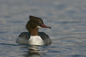Goosander, Mergus merganser