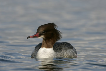 Goosander, Mergus merganser