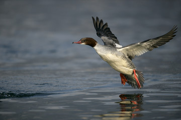 Obraz premium Goosander, Mergus merganser