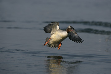 Goosander, Mergus merganser