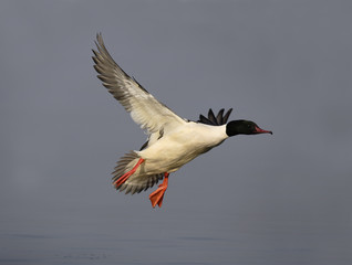 Goosander, Mergus merganser