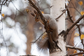 photo of gray squirrel