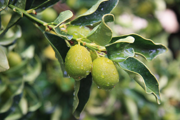 Cumquat