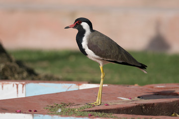 Red Wattled  Lapwing