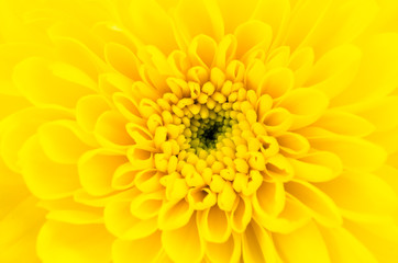Yellow flower